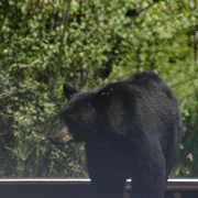 14th Jul 2022 - Black Bear Near Dixon