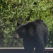 Black Bear Near Dixon by bjywamer