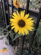 14th Jul 2022 - Summer Sunflower