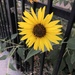 Summer Sunflower by loweygrace