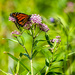 Monarch Butterfly by cwbill
