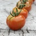 The First of the Greenhouse Tomatoes by jamibann