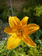15th Jul 2022 - Day lily