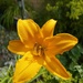 Day lily by 365projectorgjoworboys