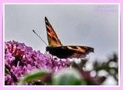 15th Jul 2022 - Buddleia,Butterfly And Bokeh