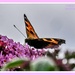Buddleia,Butterfly And Bokeh by carolmw