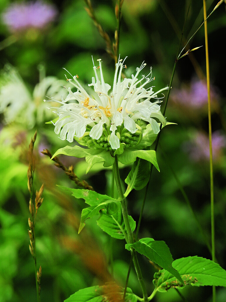 Blazing Star - White by juliedduncan