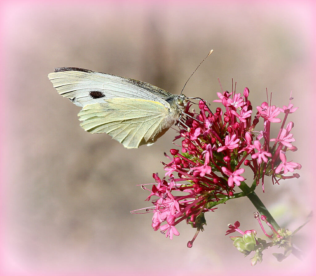 Small White Butterfly.  by wendyfrost