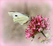 15th Jul 2022 - Small White Butterfly. 
