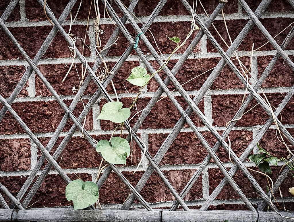 Trellis and Brick Pattern by gardencat