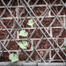 Trellis and Brick Pattern by gardencat