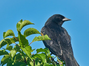 15th Jul 2022 - Treetop Blackbird at the Park