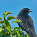 Treetop Blackbird at the Park