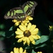 Butterfly by randy23