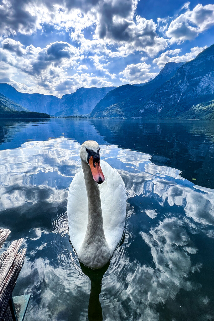 Hallstatt Swan by kwind
