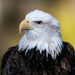 Portrait of a Bald Eagle by photographycrazy