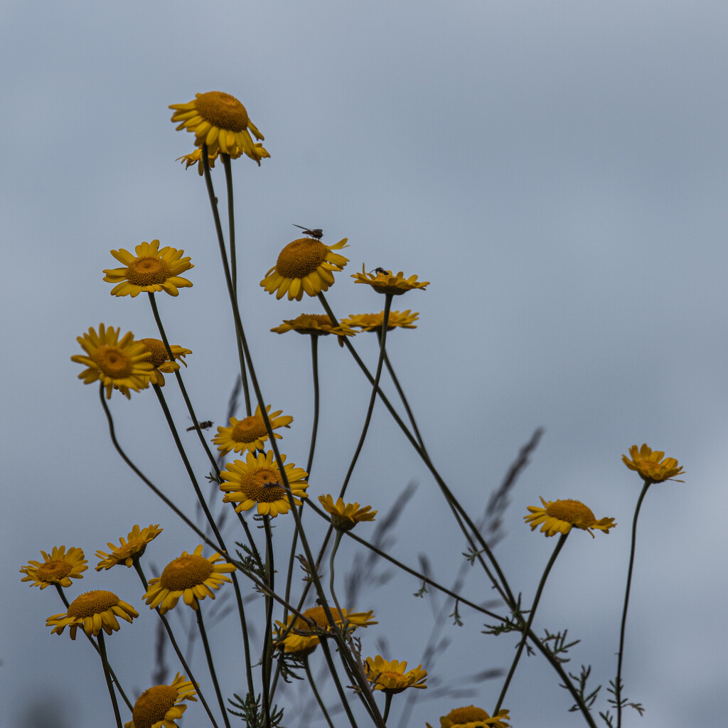Flowers against the sky. by billdavidson