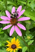15th Jul 2022 - My typical July photo -- a bee and a flower