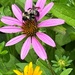 My typical July photo -- a bee and a flower by tunia