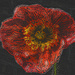 Poppy color pencil by larrysphotos
