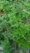 12th Jul 2022 - Painted patch of ragweed...
