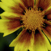 Coreopsis by skipt07