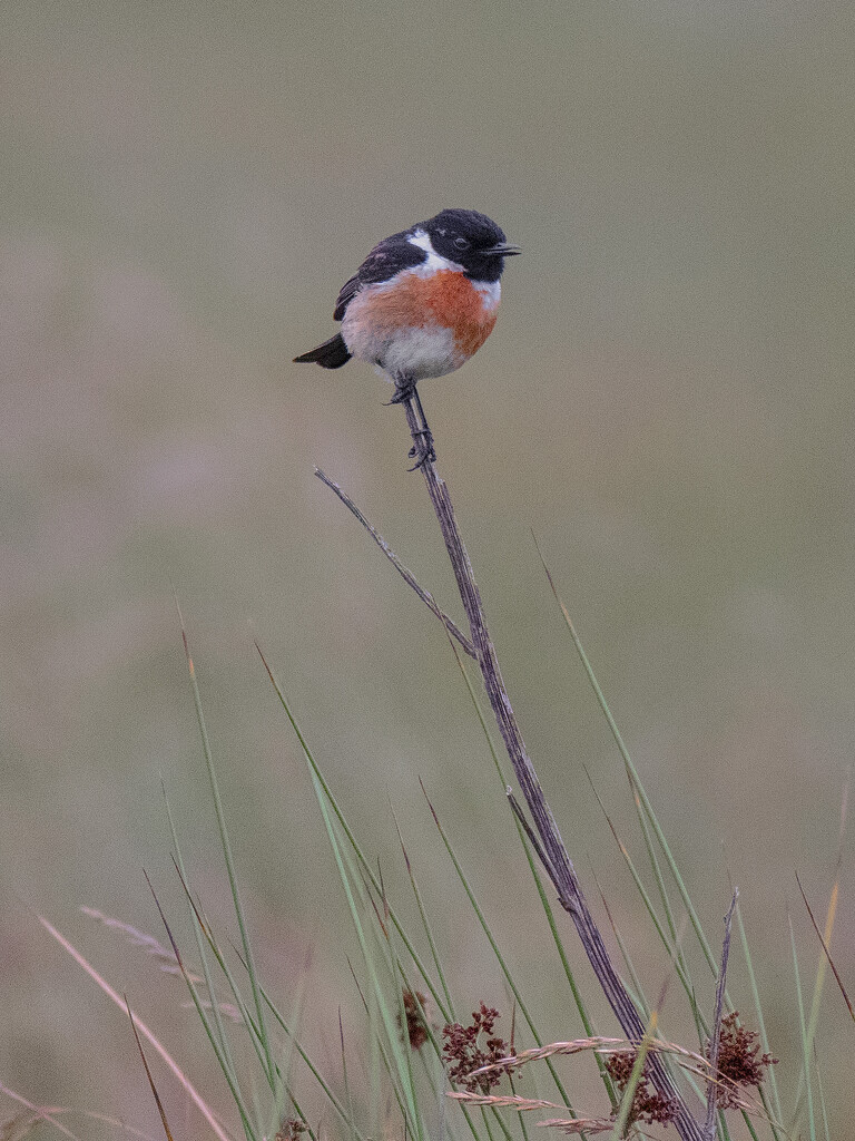 Male Stonechat. by gamelee