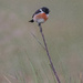Male Stonechat. by gamelee
