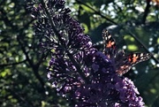 8th Jul 2022 - Butterfly on a buddleia bush. It's a pretty thuggy plant but I planted it two years ago because it's known as the "butterfly bush". Finally - after 2 years - a butterfly. It's the big butterfly count at the moment, so maybe we will get a couple more this weekend