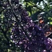 Butterfly on a buddleia bush. It's a pretty thuggy plant but I planted it two years ago because it's known as the "butterfly bush". Finally - after 2 years - a butterfly. It's the big butterfly count at the moment, so maybe we will get a couple more this weekend by 365jgh