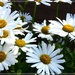 Daisies galore .  by beryl