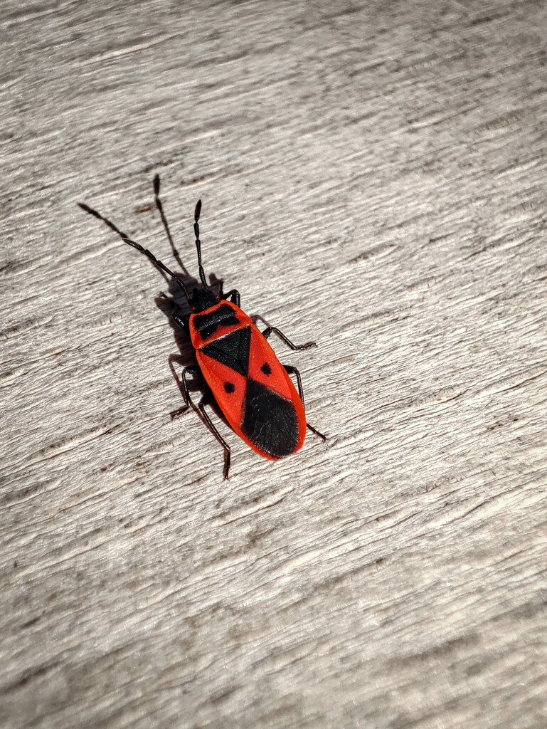 Ladybug by gerry13