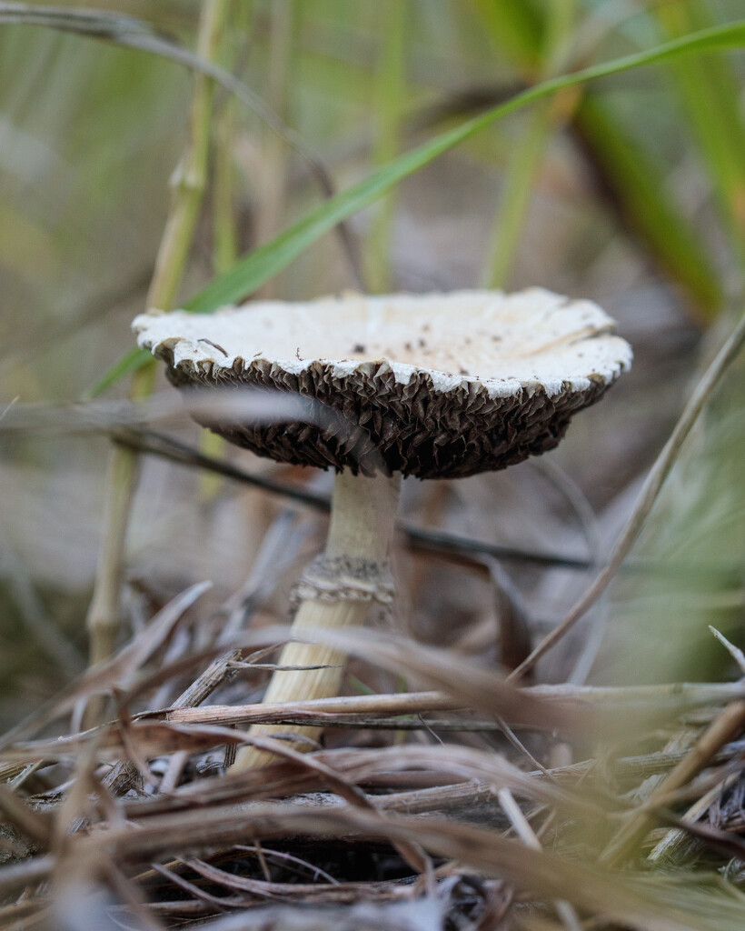 mushroom by aecasey