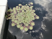 16th Jul 2022 - Pond Abstract