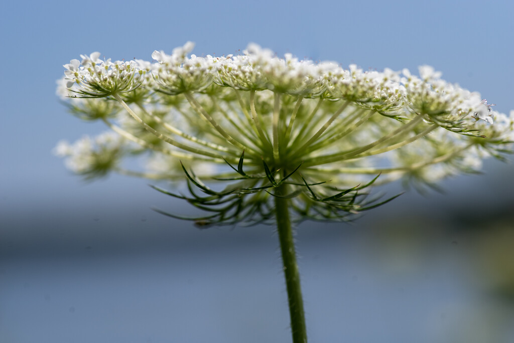 Queen Anne's Lace by dawnbjohnson2