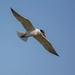 Caspian Tern In Flight by cwbill