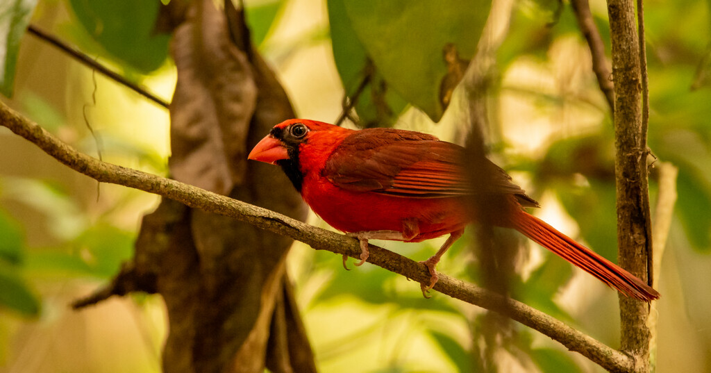 Cardinal in the Bushes! by rickster549