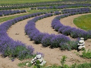 15th Jul 2022 - Lavender Labyrinth