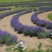 Lavender Labyrinth by edorreandresen