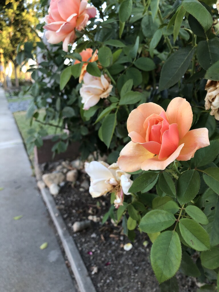 Neighbor’s Rose Again by loweygrace