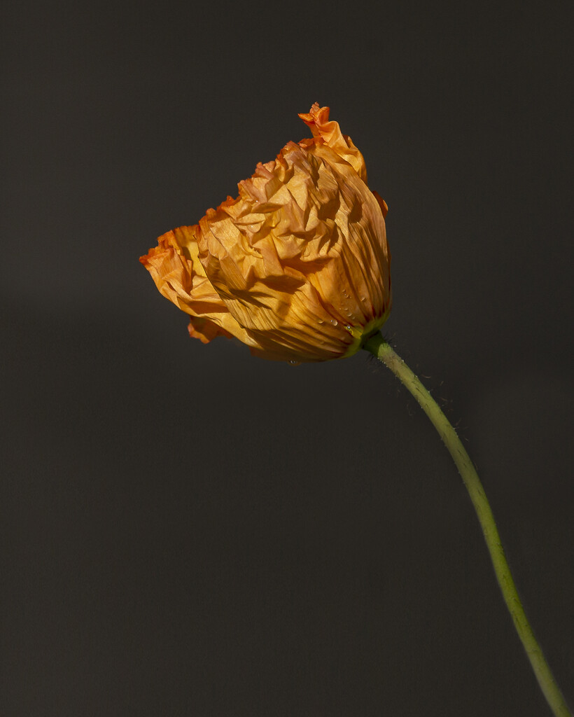 Poppy - orange by nickspicsnz