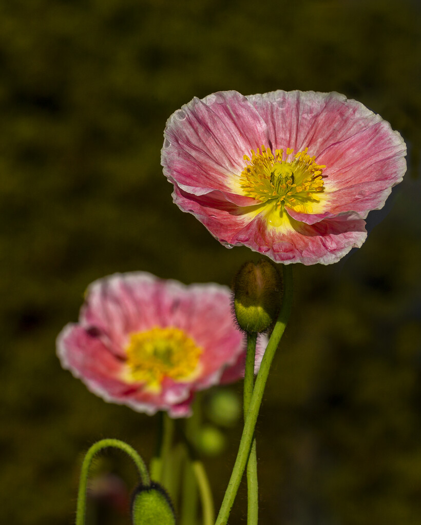 Poppy - pink by nickspicsnz