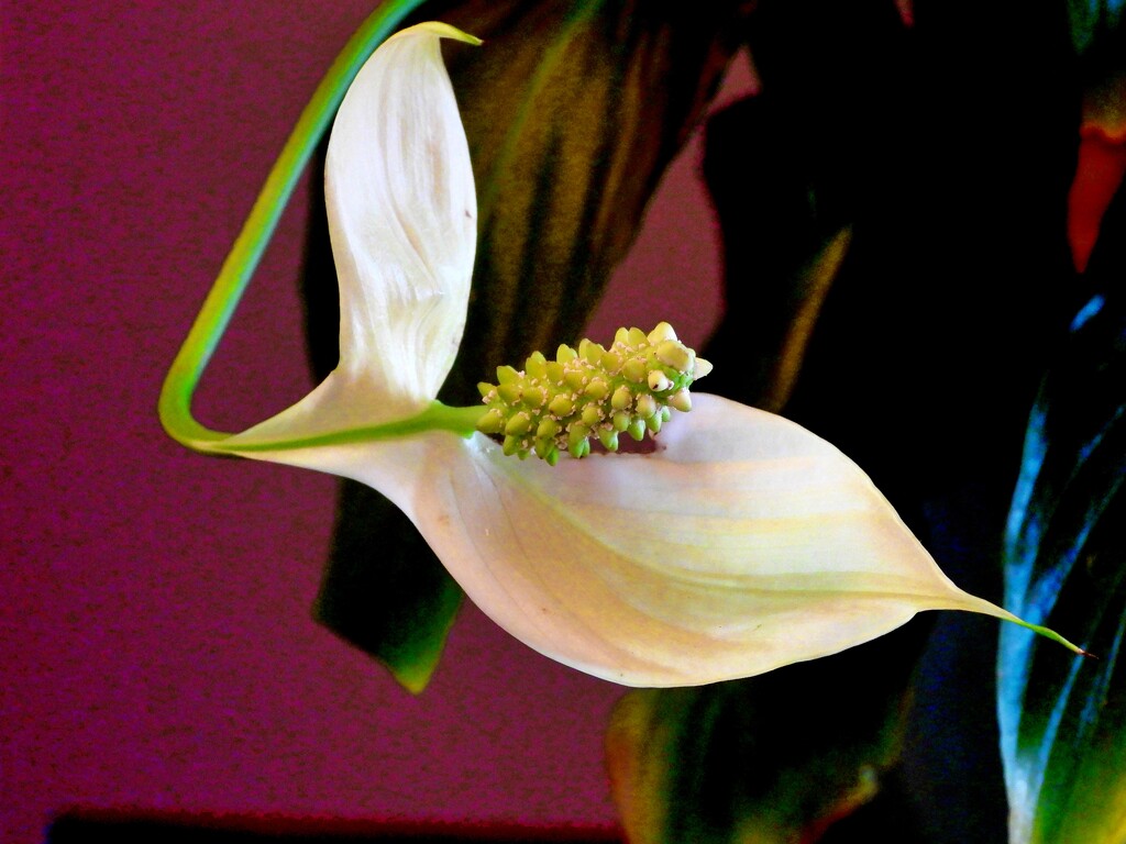 My Peace Lily by maggiemae