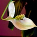 My Peace Lily by maggiemae