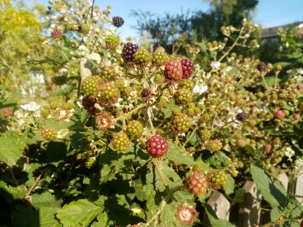 Early Blackberries by g3xbm