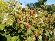 16th Jul 2022 - Early Blackberries