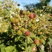 Early Blackberries by g3xbm
