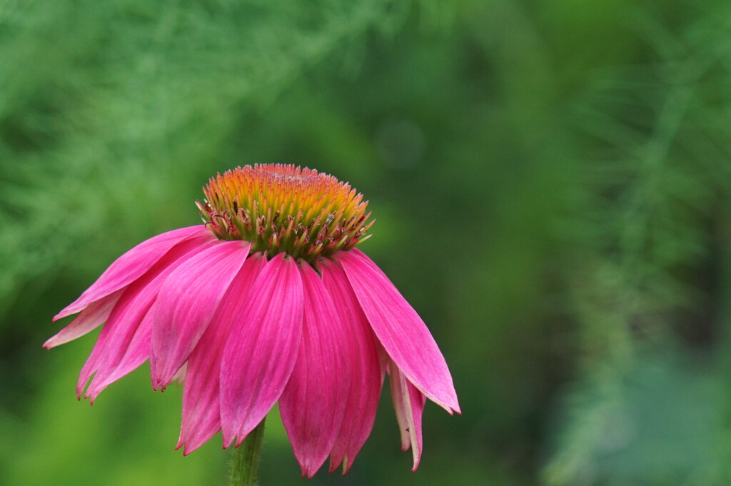 another coneflower… by amyk