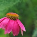 another coneflower… by amyk