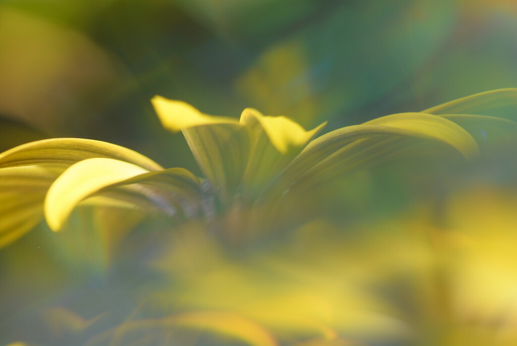 Yellow daisies....... by ziggy77